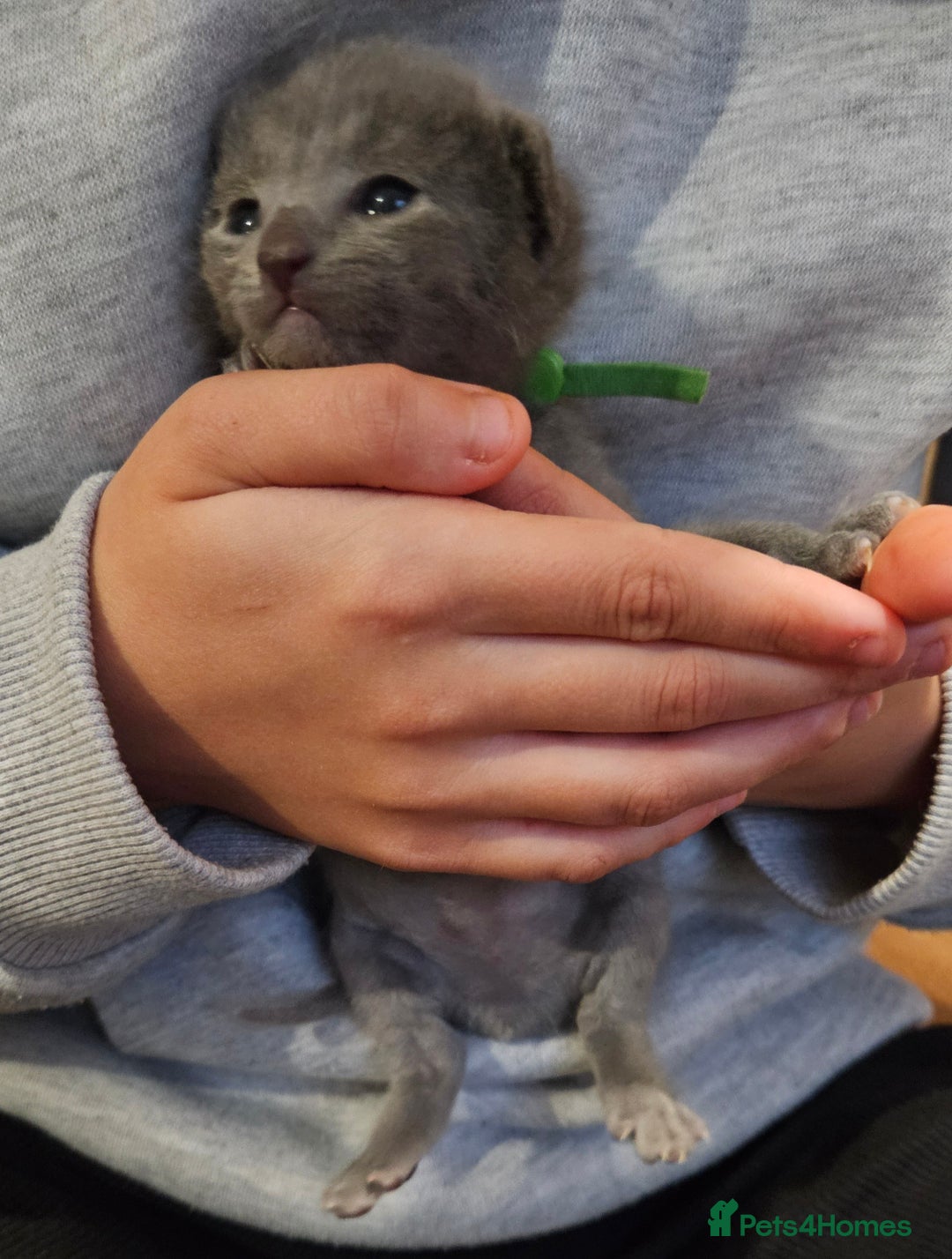 Russian Blue cats for sale: 🐾 Russian Blue Kittens 🐾 - Image 3