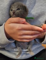 Russian Blue cats - Advert 1