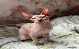 Sphynx cats for sale: 4 Beautiful sphynx kittens available - Image 5