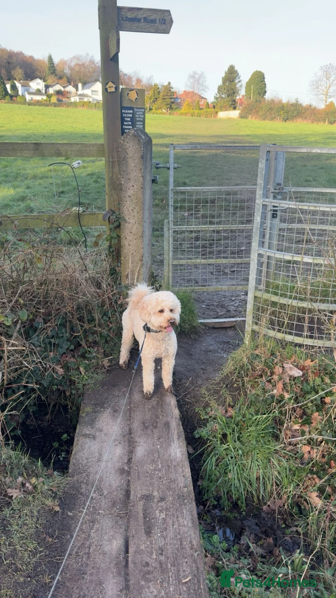 Mixed Breed dogs for stud: Miniture labradoodle for stud in Frodsham - Advert 2