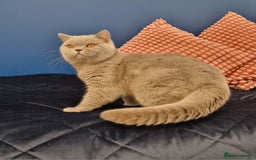 British Shorthair cats for stud: Amasing British Shorthair Lilac for stud - Image 19