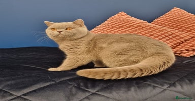 British Shorthair cats - Advert 7