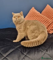 British Shorthair cats Amasing British Shorthair Lilac for stud - Advert 1