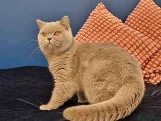 British Shorthair cats Amasing British Shorthair Lilac for stud - Advert 7