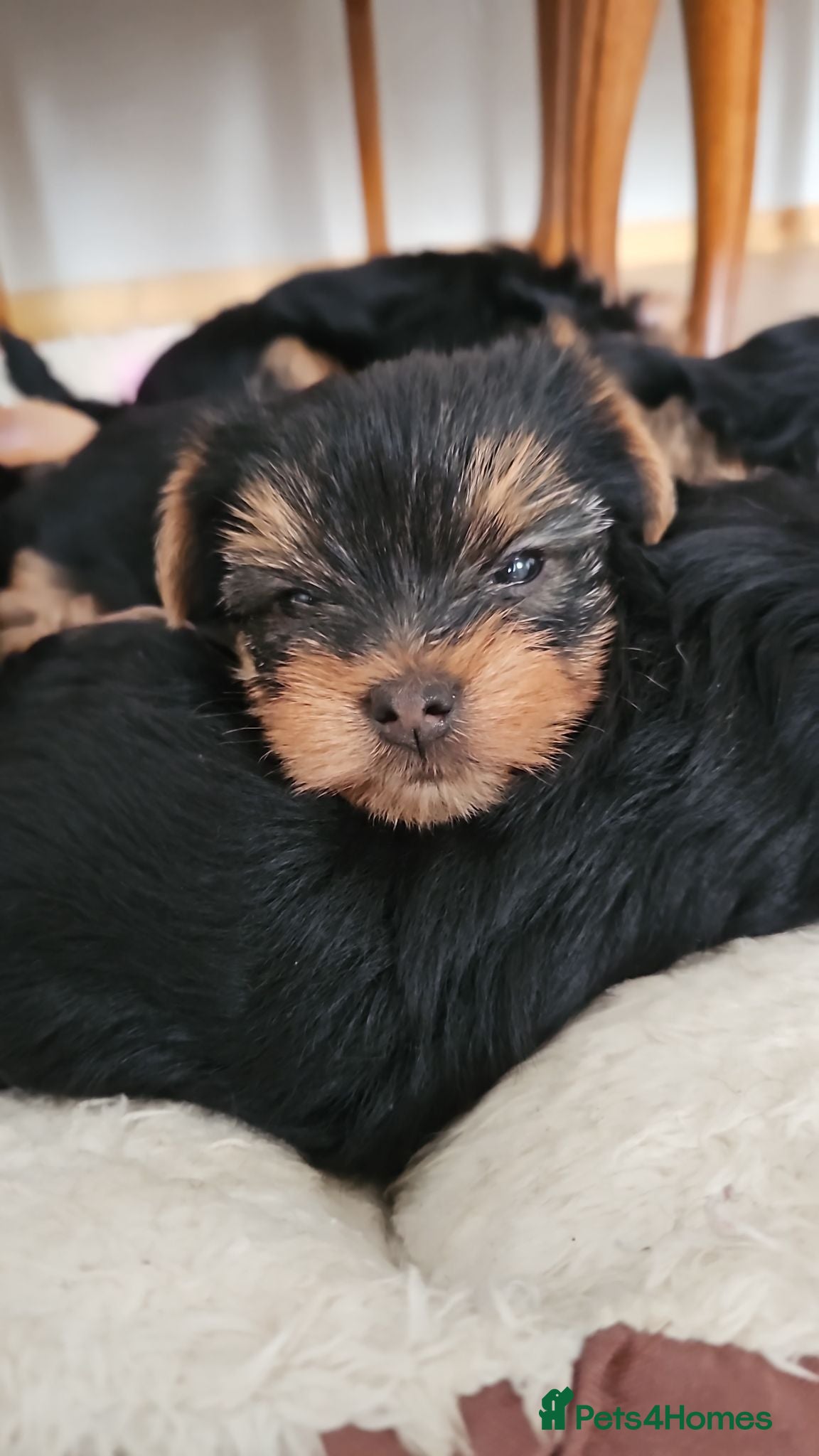 Yorkshire Terrier dogs  🐾 Beautiful Yorkshire Terrier Boys - Advert 12