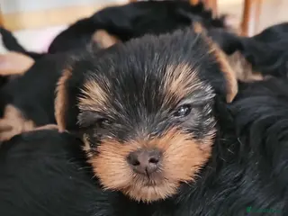 Yorkshire Terrier dogs 🐾 Beautiful Yorkshire Terrier Boys - Advert 12