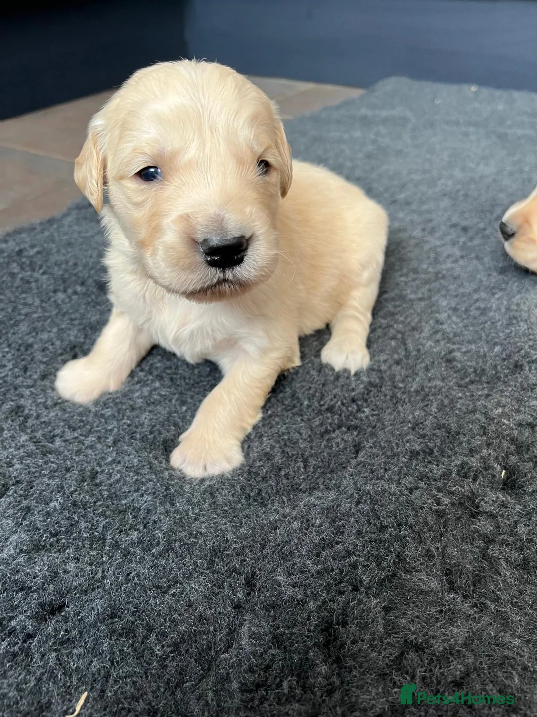 Golden Retriever dogs for sale: Kennel Club Health Tested Golden Retriever Puppies - Advert 15