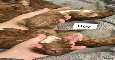 Cockapoo dogs - Advert 7