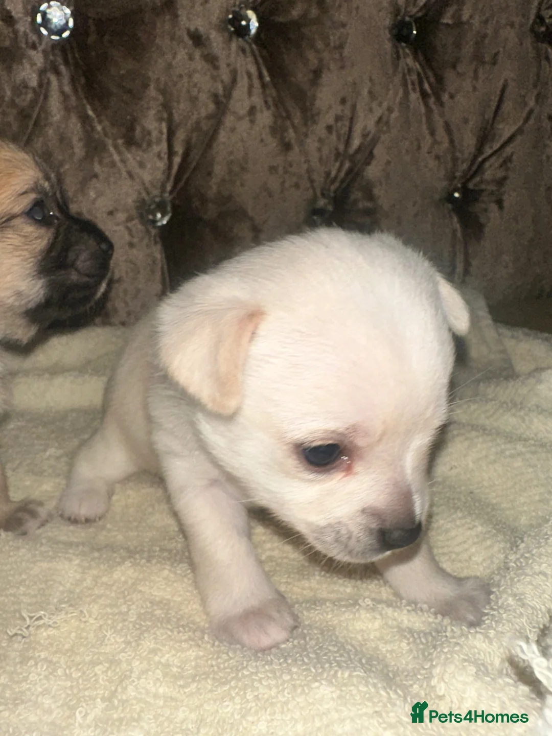 Chihuahua dogs for sale: 4 Chihuahua puppy’s for sale  - Advert 10