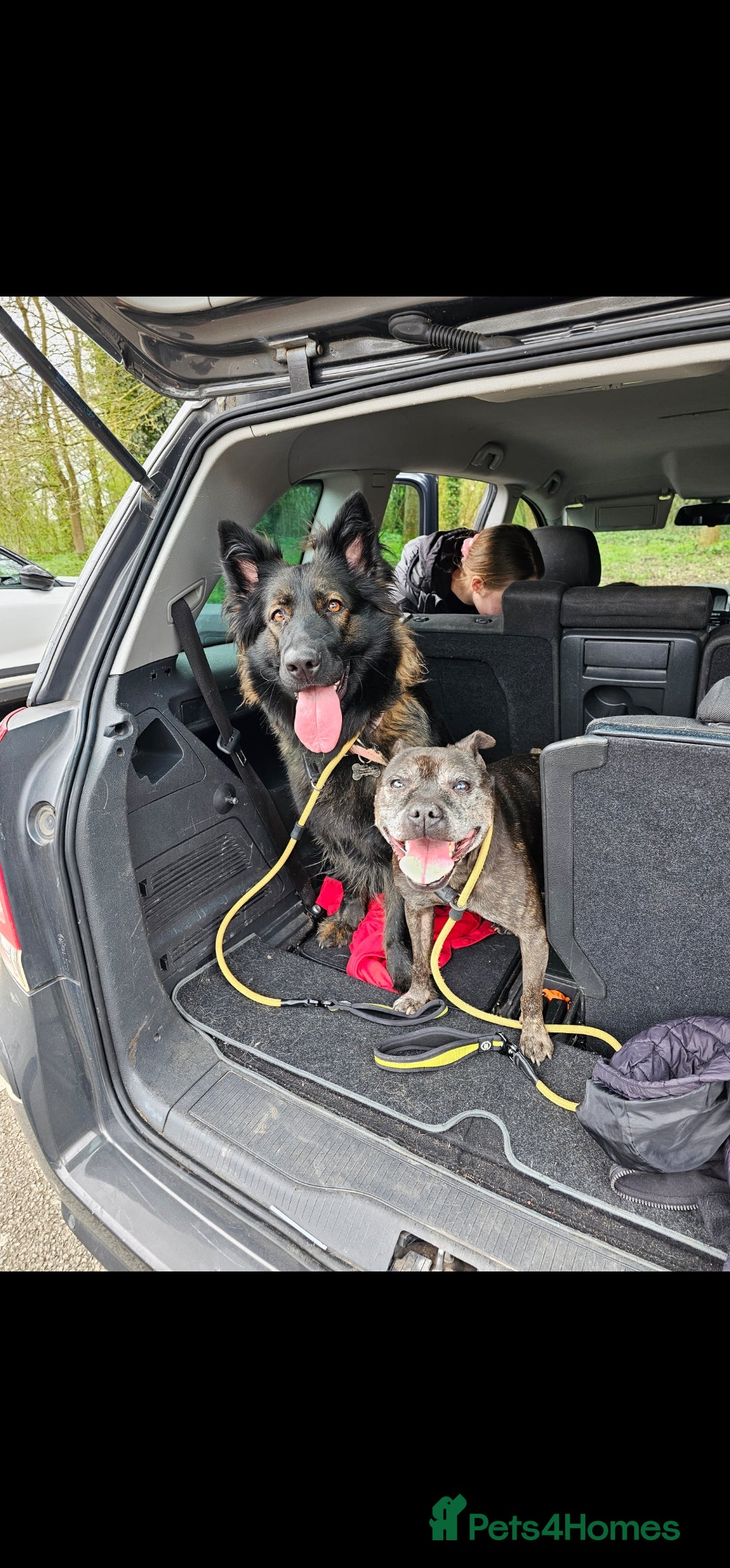 German Shepherd dogs for sale: KC Czech GSD  - Image 5