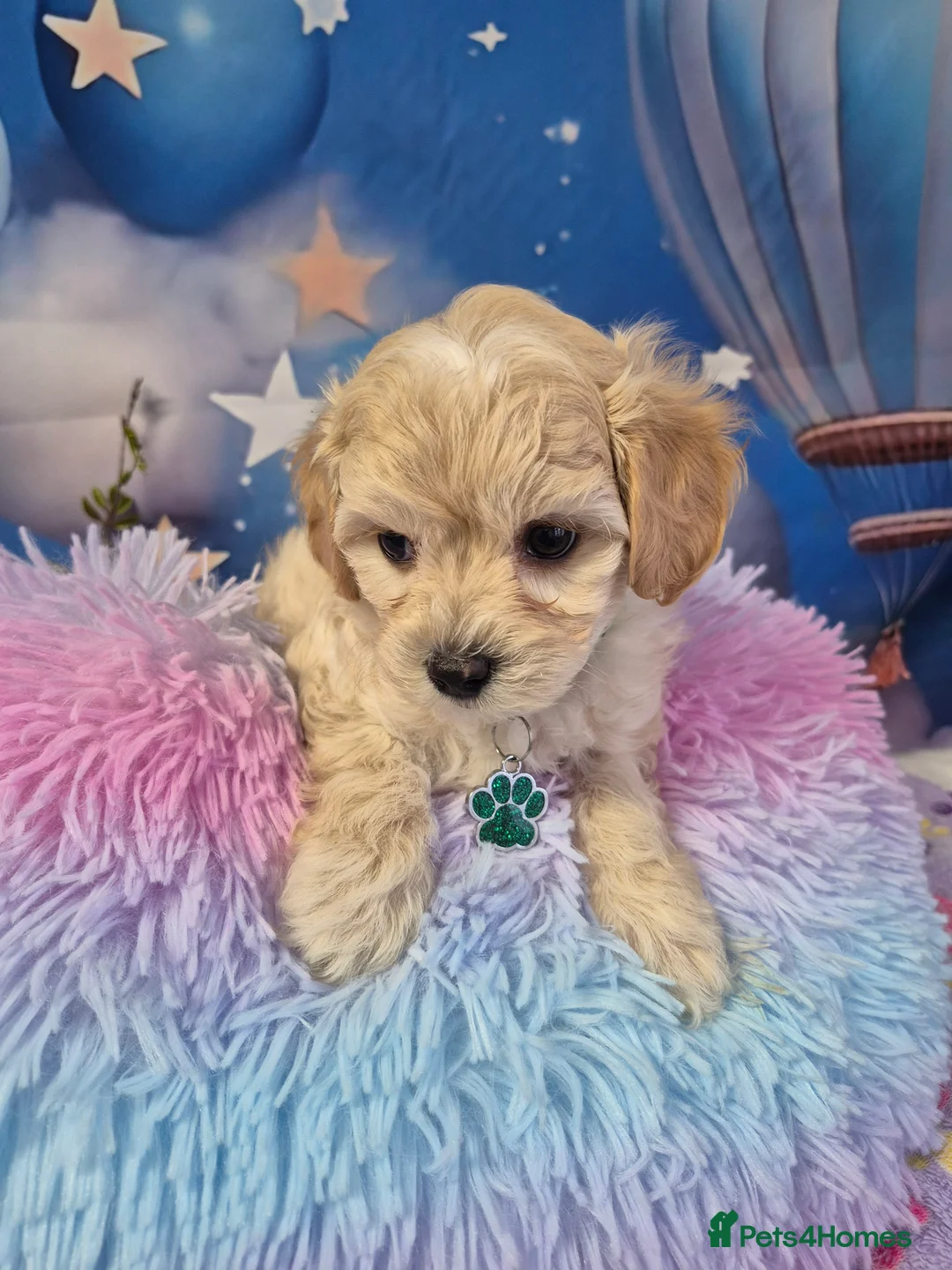 Maltipoo dogs for sale: Stunning Toy F1 Apricot & Cream maltipoo's - Advert 23