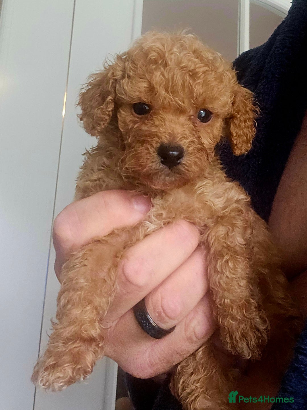 Cockapoo dogs for sale: Cockapoos F1b  - Image 3