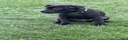 Staffordshire Bull Terrier dogs for sale: KC Black Puppies Ready Now - Advert 9