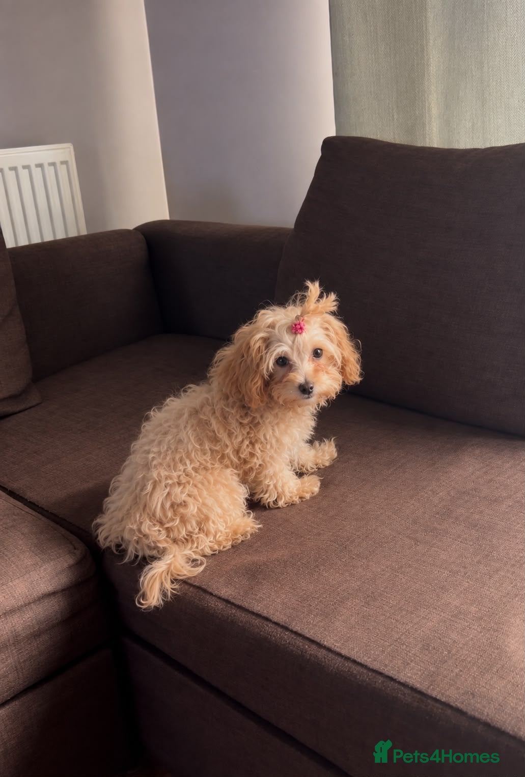 Maltipoo dogs  Beautiful Toy Maltipoo Girl F1 - Advert 16