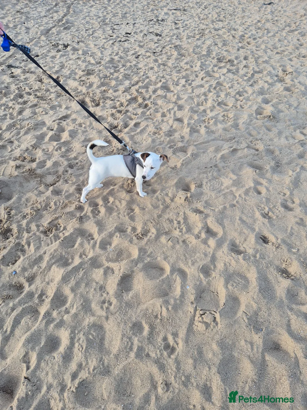 Jack Russell dogs for sale: Jack russell terrier called jax in Caerphilly - Advert 3