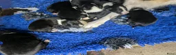 Border Collie dogs for sale: Isds registered border collie pups  - Advert 9