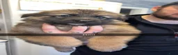 German Shepherd dogs for sale: Kc registered German shepherds  - Advert 13
