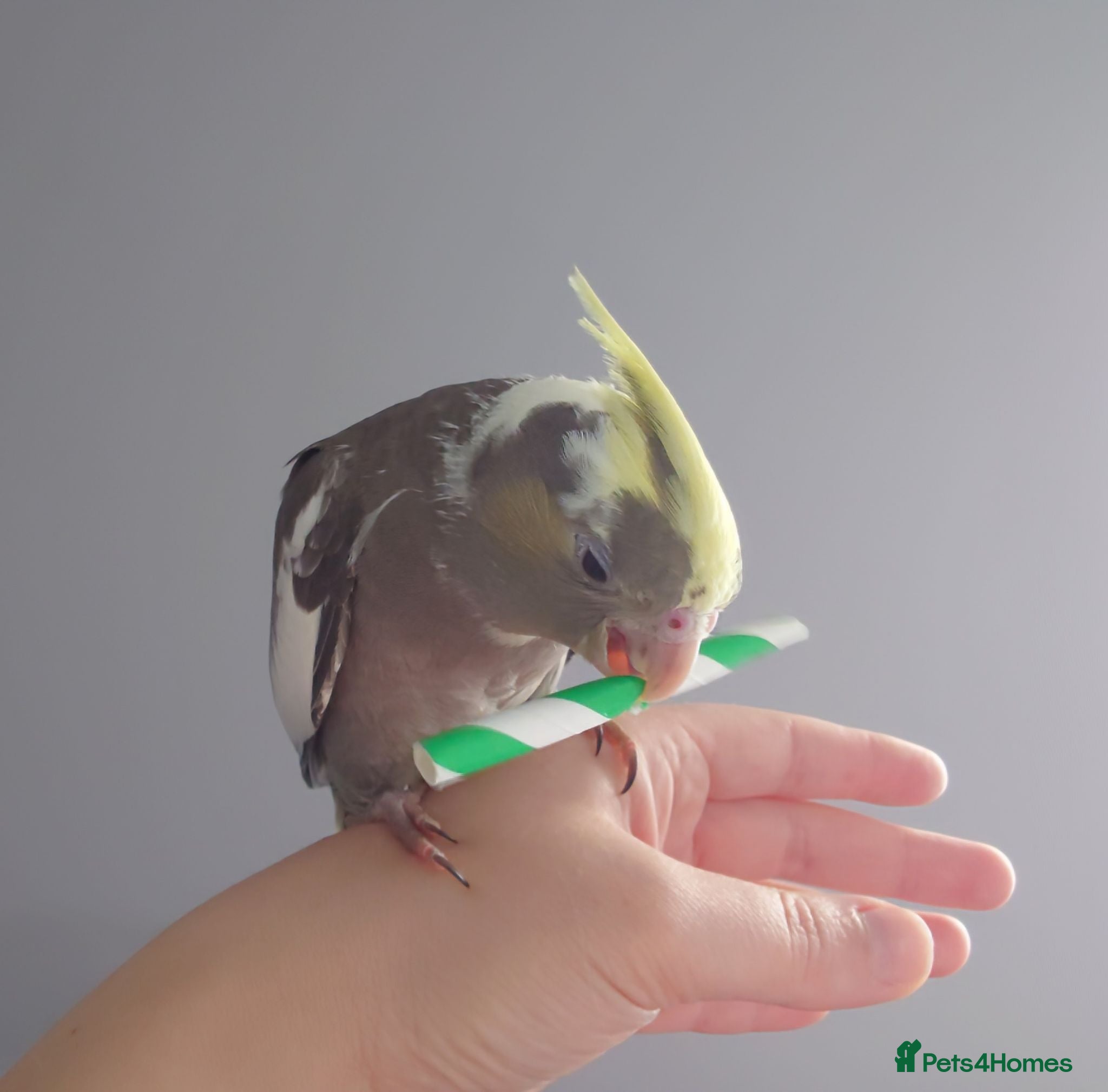 Cockatiels birds Hand reared silly tame DNA sexed baby cockatiels  - Advert 2