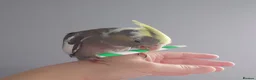 Cockatiels birds for sale: Hand reared silly tame DNA sexed baby cockatiels  - Advert 2
