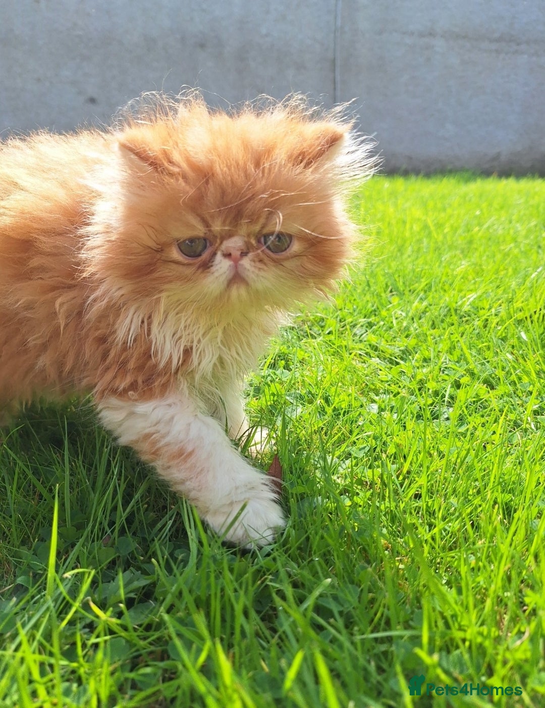 Persian cats for sale: Adorable Pure persian kitten  - Image 12