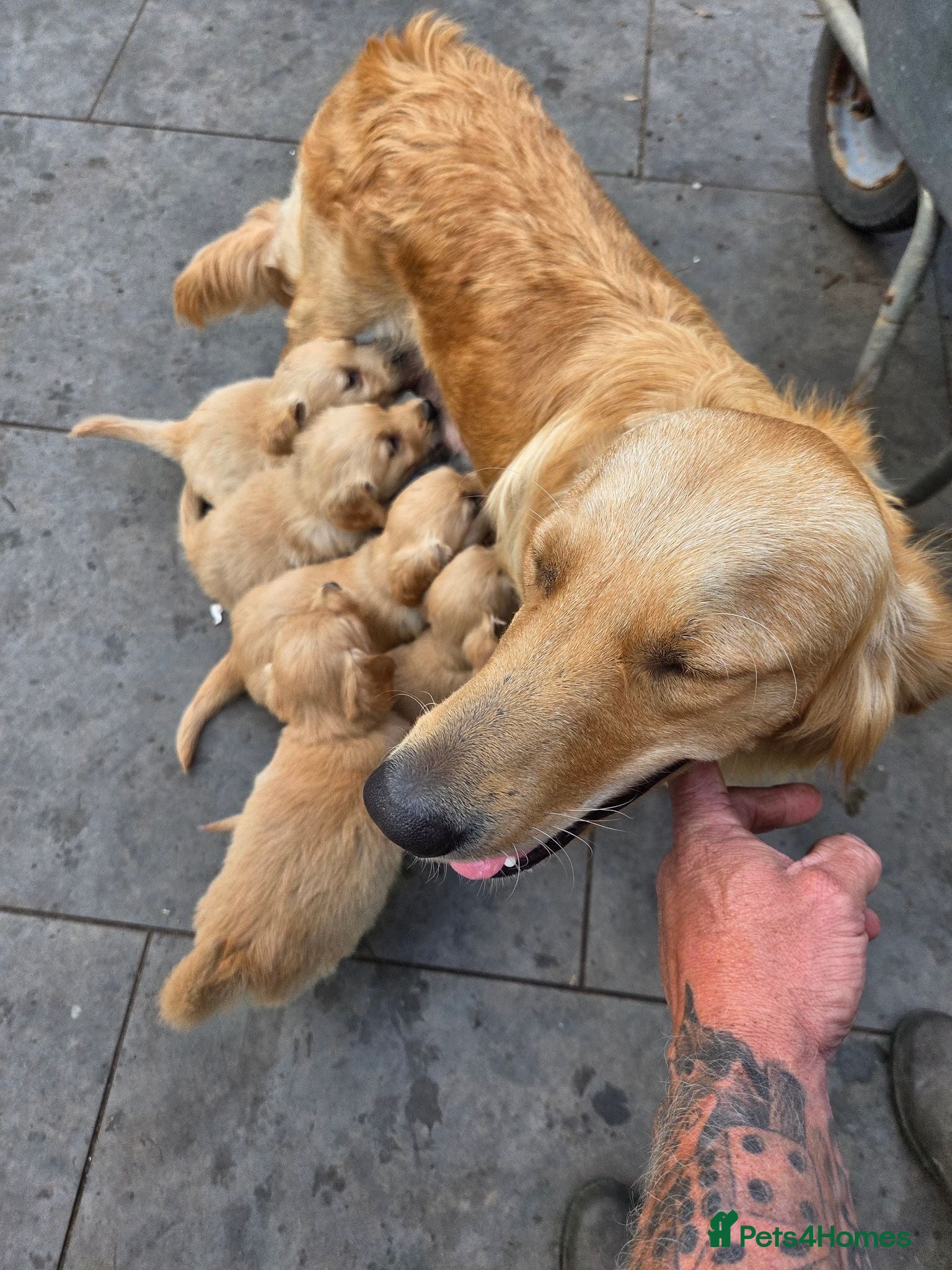 Golden Retriever dogs Extensively Health Tested Kc Reg Pups - Advert 1