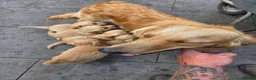 Golden Retriever dogs for sale: Extensively Health Tested Kc Reg Pups in Doncaster - Advert 1