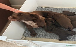 Cocker Spaniel dogs for sale: 5 Pedigree Working Cocker Pups for Sale  - Image 1