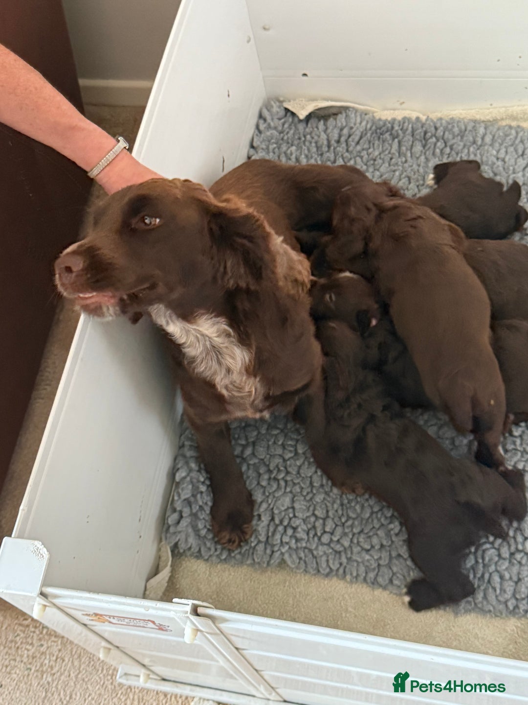 Cocker Spaniel dogs for sale: 5 Pedigree Working Cocker Pups for Sale  - Image 1