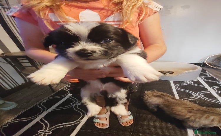 Mixed Breed dogs - Advert 11