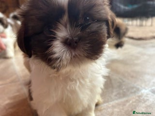 Shih Tzu dogs All puppies have been sold! - Advert 4
