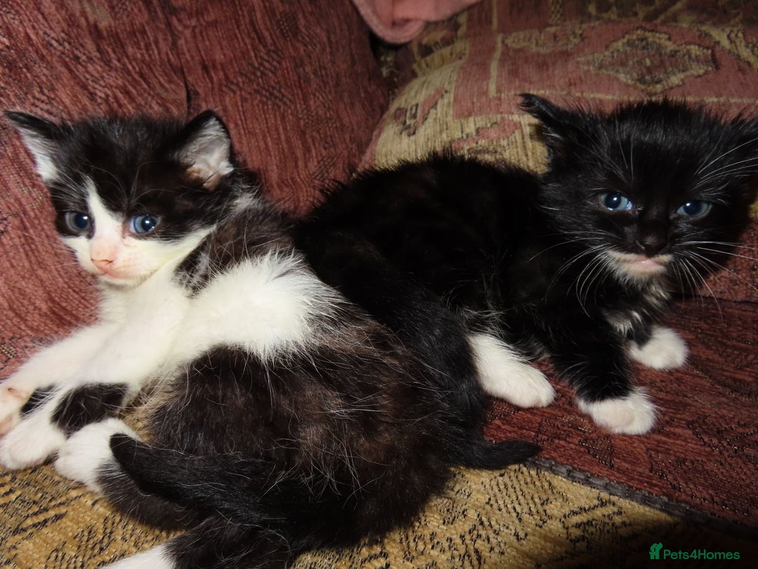 Mixed Breed cats for sale: Sweet Kittens Looking for Loving Homes - Advert 3