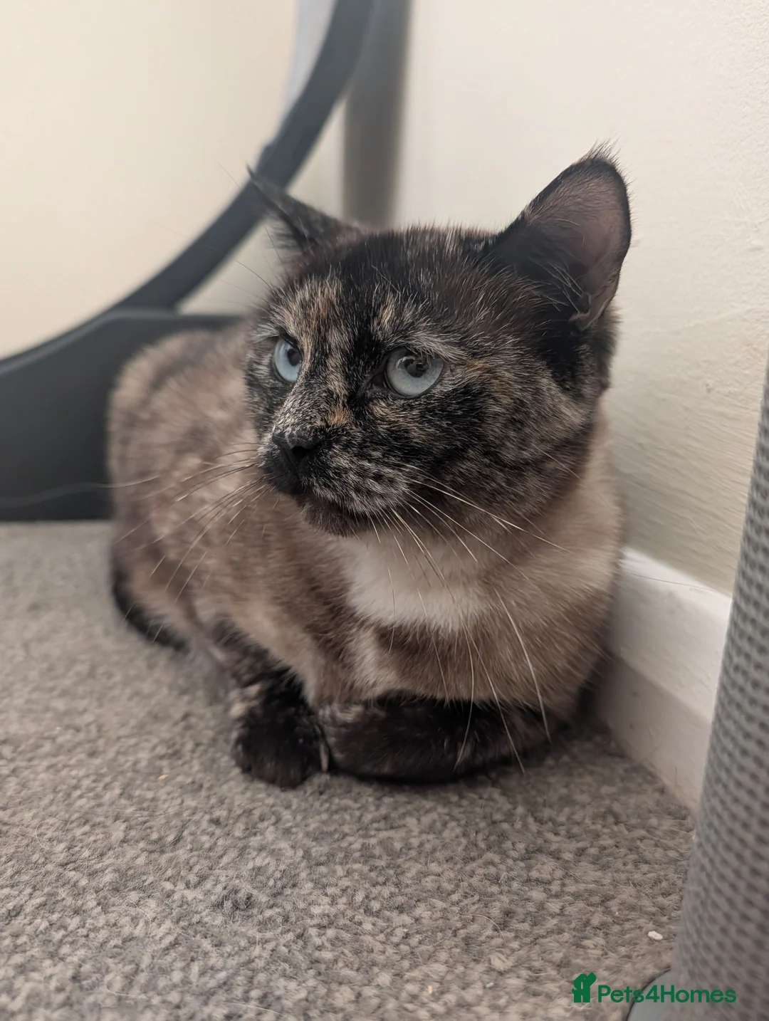 Mixed Breed cats for sale: Tortoiseshell Siamese x looking for forever home - Advert 2