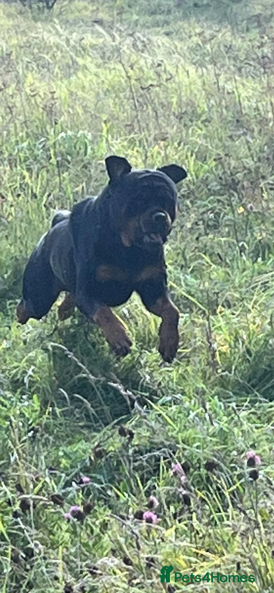 Rottweiler dogs for stud: CH Kayshillblue Zeus of Lorayla JW  in Motherwell - Advert 8