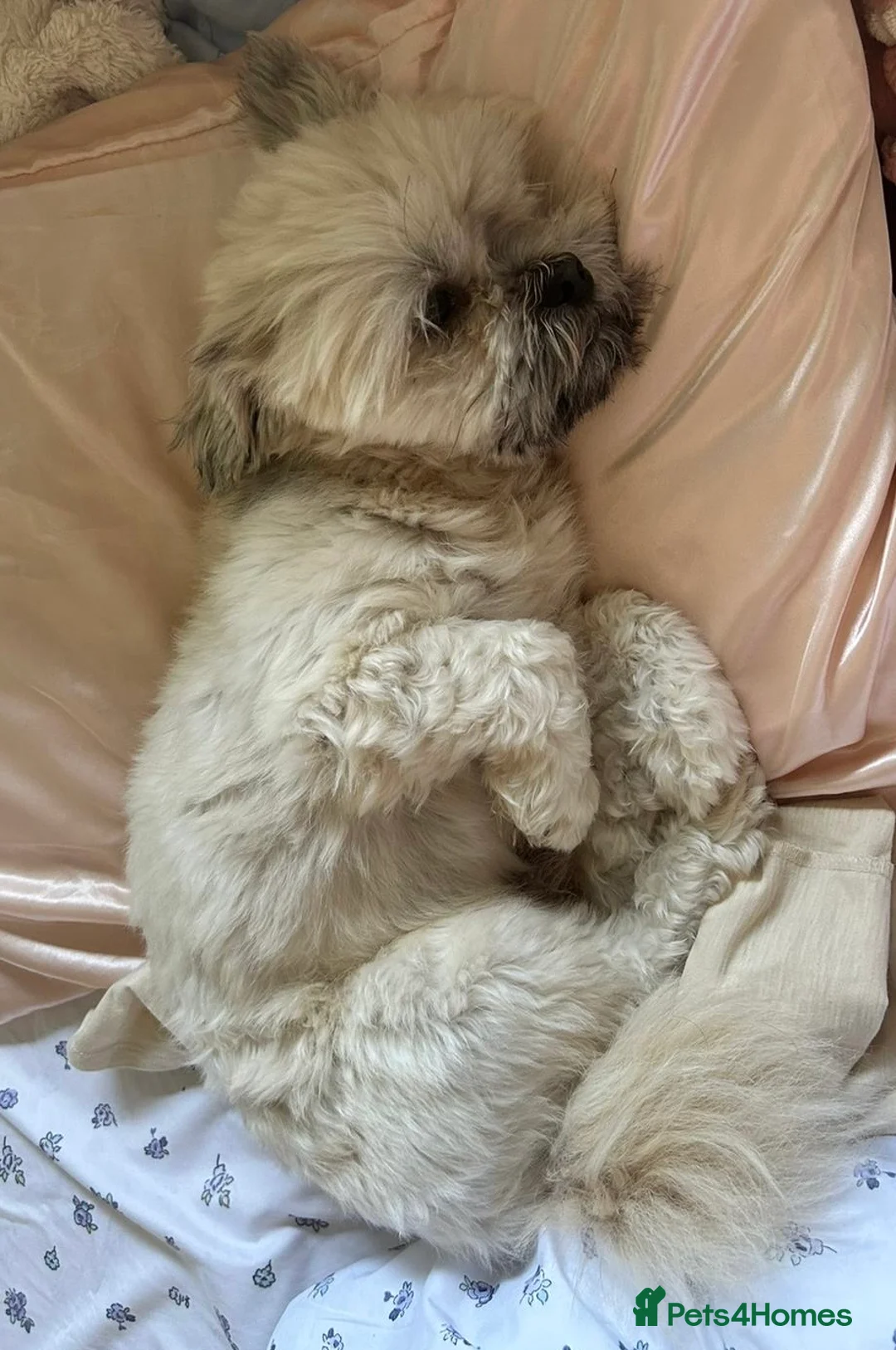 Lhasa Apso dogs for stud: Milo, ready to stud in Alloa - Advert 2