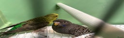 Budgerigars birds for sale: Black face and black wing pairs for sale - Advert 6