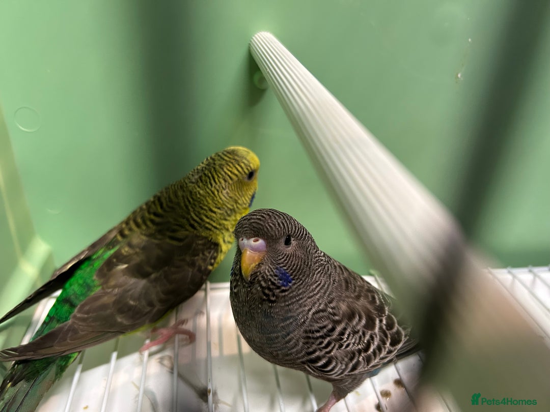 Budgerigars birds for sale: Black face and black wing pairs for sale - Advert 6