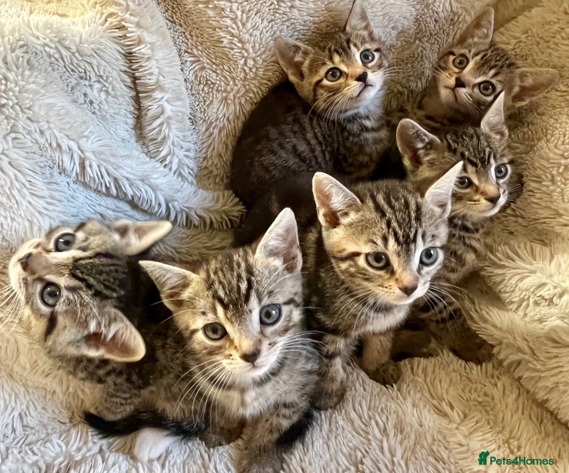 Bengal cats Bengal X Kittens With Famous Siblings!  - Advert 2