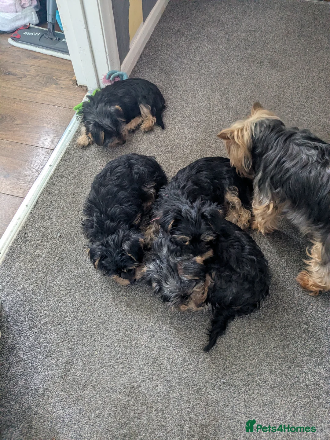 Yorkshire Terrier dogs for sale: 4 puppies for sale! - Advert 5