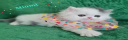 Persian cats for sale: 🎀🎀 GCCF Persian Kitten 🎀🎀 - Advert 10