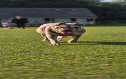 English Bulldog dogs for sale: Bulldog margo looking for loving new home - Image 4