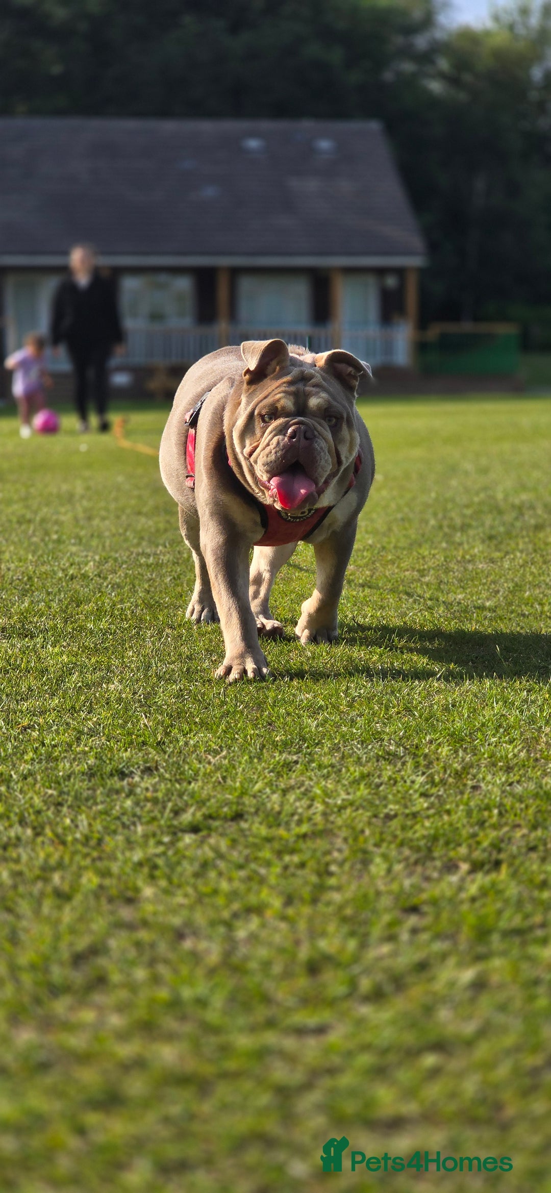 English Bulldog dogs for sale: Bulldog margo looking for loving new home - Image 4
