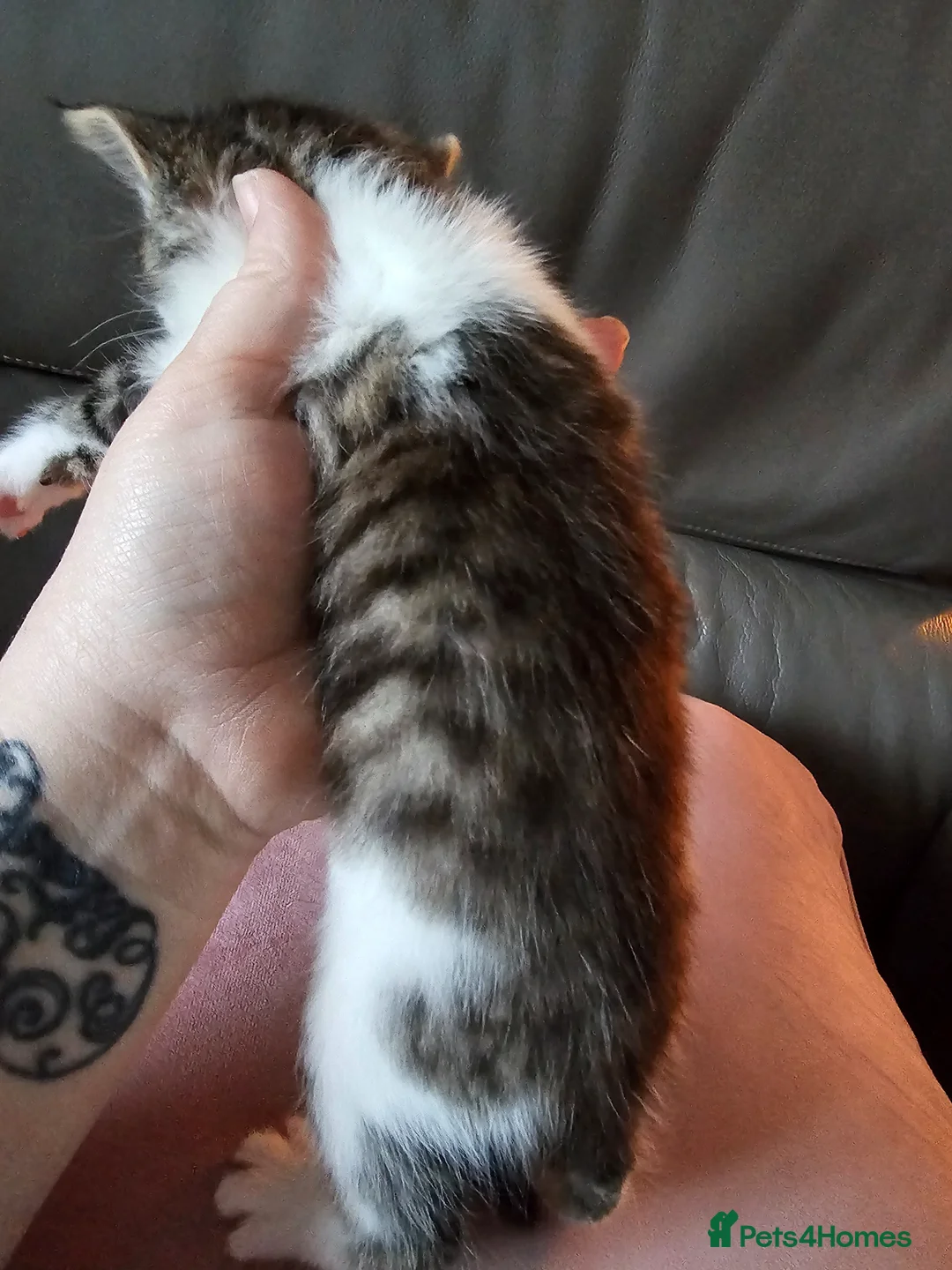 Domestic Shorthair cats for sale: **READY NOW^^* Happy, healthly, friendly kittens  - Advert 30