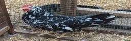 Chickens poultry for sale: Trio Mottled leghorn large fowl - Advert 2
