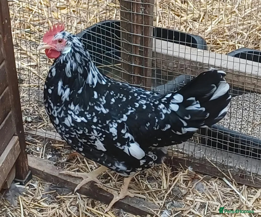 Chickens poultry for sale: Trio Mottled leghorn large fowl - Advert 2