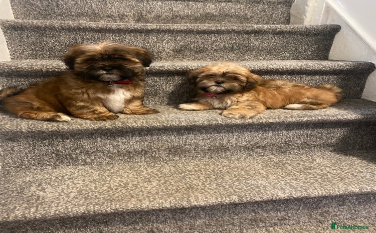 Shih Tzu dogs - Advert 5