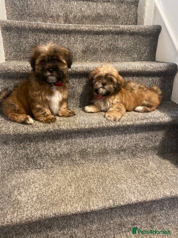 Shih Tzu dogs - Advert 5