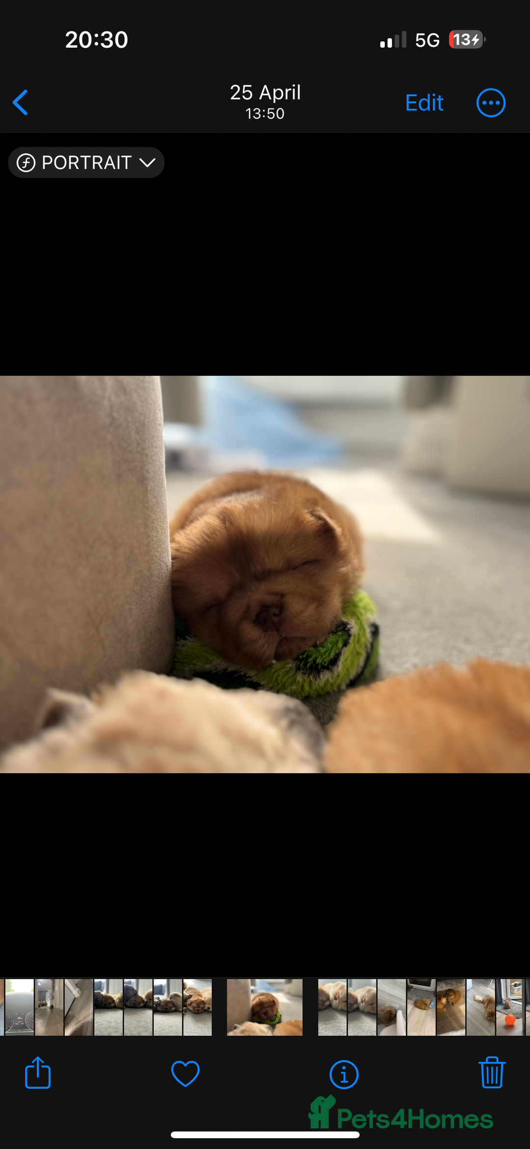 Chow Chow dogs for sale: Champion pedigree chow chow puppies in Northampton - Image 22