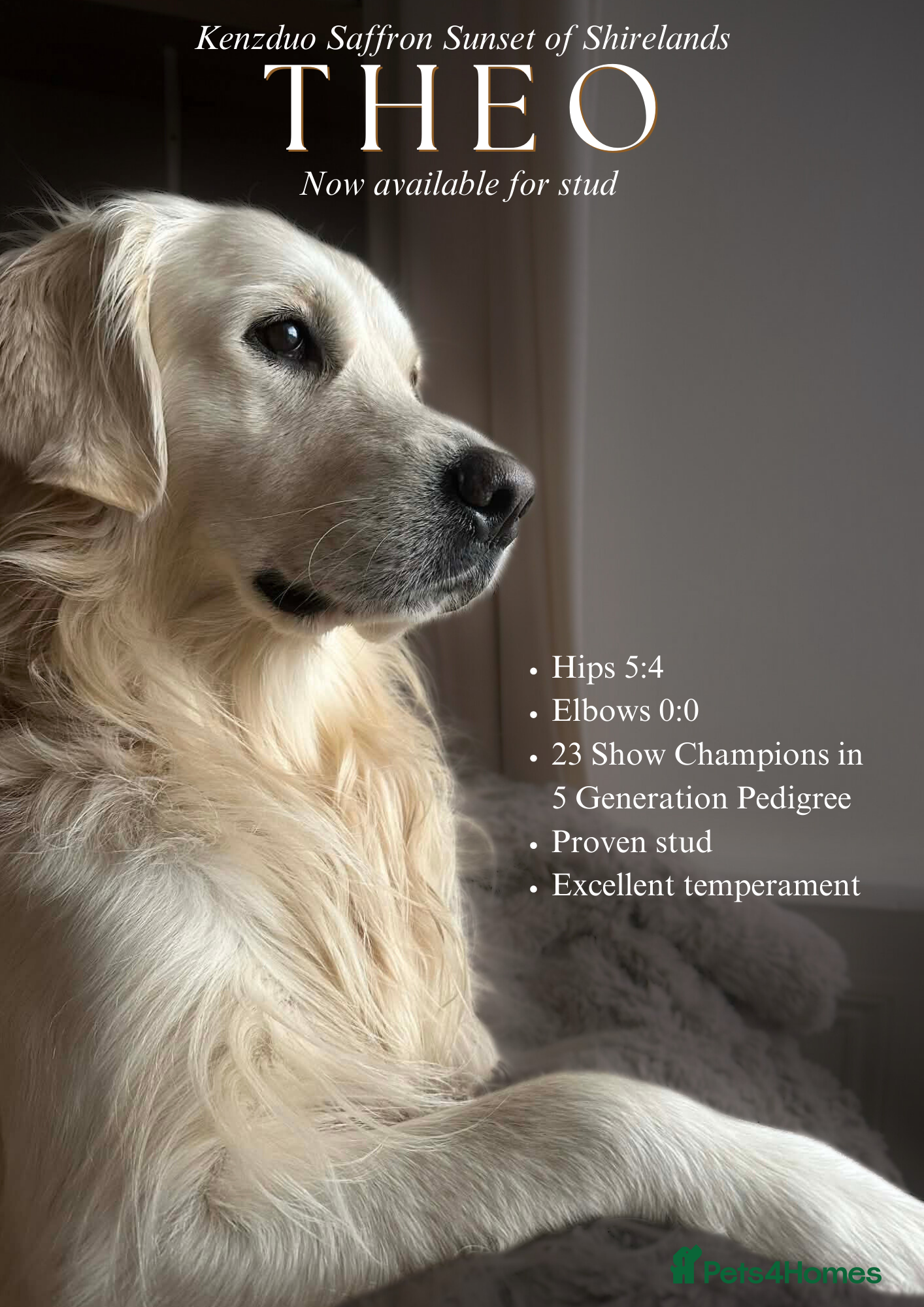 Golden Retriever dogs Gorgeous RKC golden retriever available for stud - Advert 2