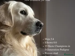 Golden Retriever dogs Gorgeous RKC golden retriever available for stud - Advert 2