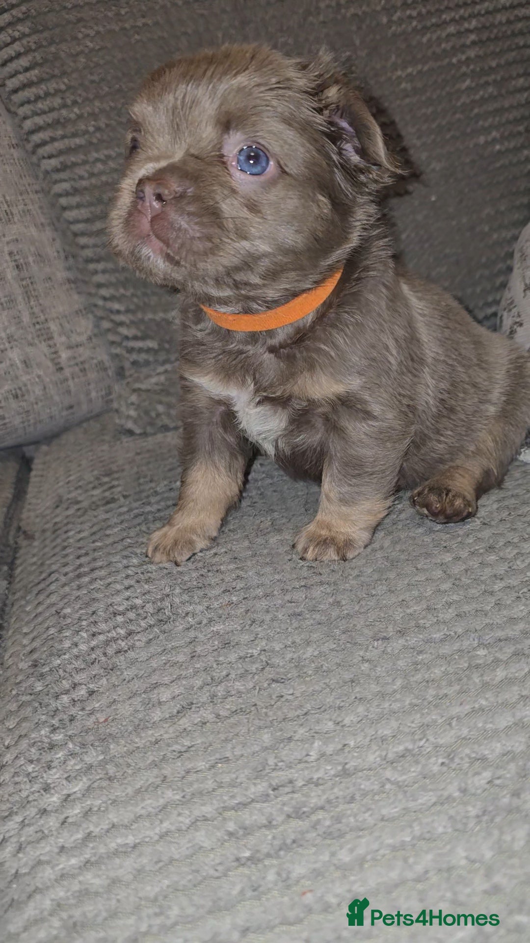 French Bulldog dogs for sale: Quality fluffy kc registered French bulldogs  - Advert 5